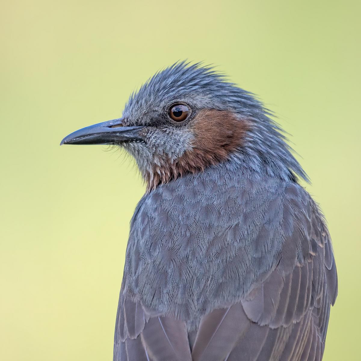 Bird and wildlife photography with the Panasonic Leica 100-400 Bird and wildlife photography with the Panasonic Leica 100-400